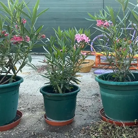 Dom Pri Kupalisku Thermalpark Na Malotejedskej Feriehus *